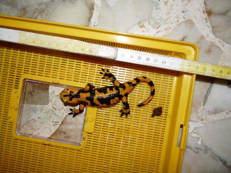determinazione sesso Salamandra salamandra
